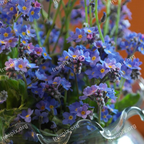 Forget Me Not Flower Meadow Wild Flower Blossom