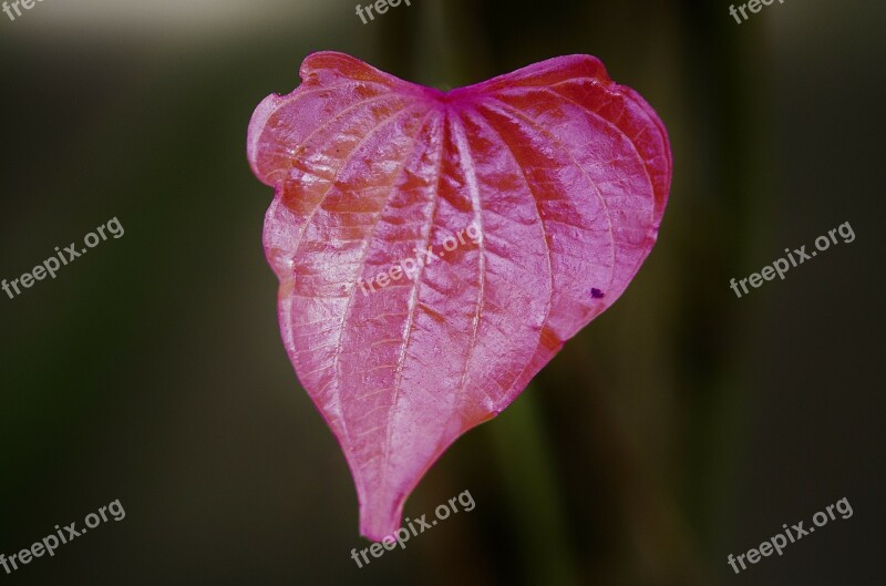 Leaf Leaves Colorful Macro Plant Leaves