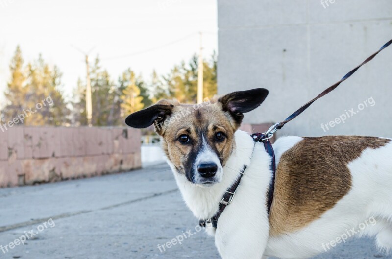 Dog Pet Dog On A Leash Nature City