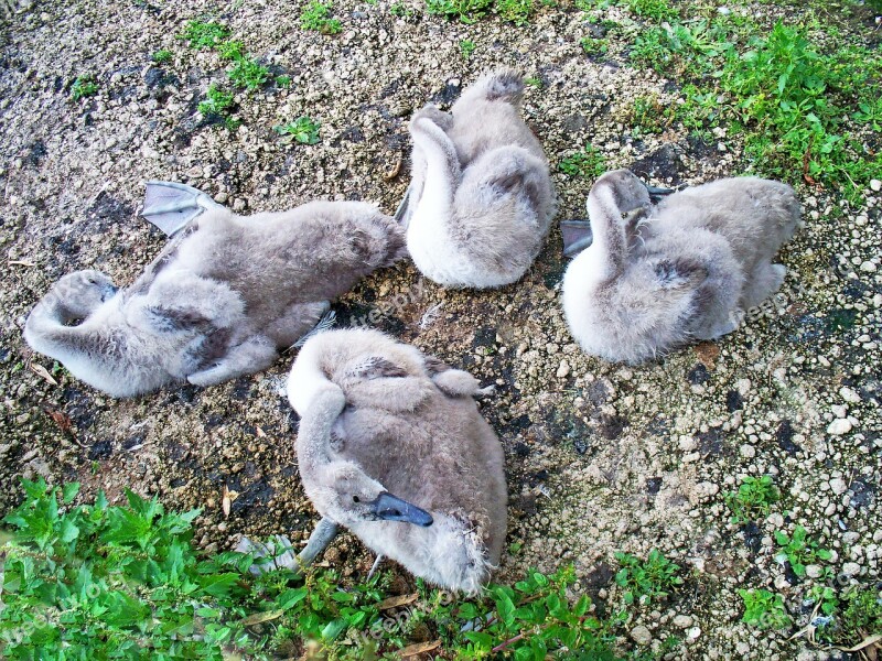 Mute Swan Signets Cygnus Olor Swans Waterfowl