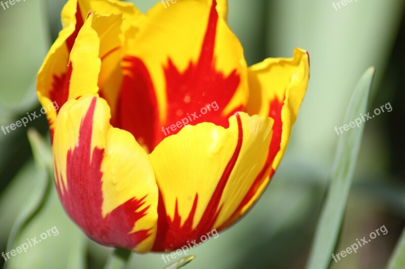 Tulips Red And Yellow Tulips Farbenpracht Beautiful Colors Flowers