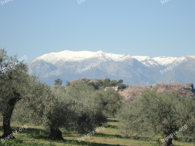 Snow The Nieves Sierra Spain Spring Olive Trees