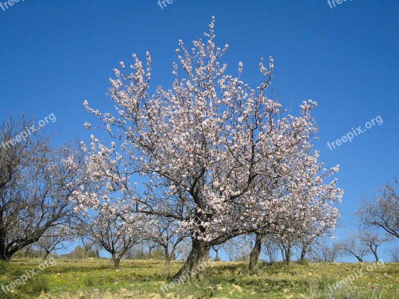 Almond Blossom Spring Spain Ronda Andalusia