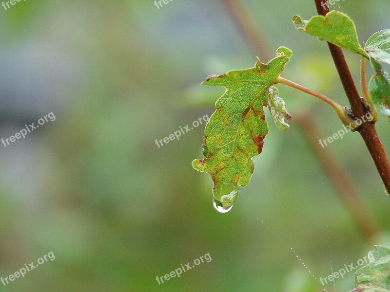 Drip Drop Of Water Close Up Raindrop Nature