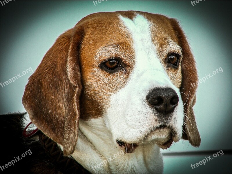 Beagle Dog Animals Portrait Head