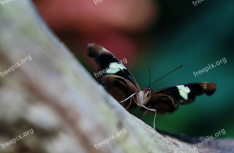 Butterfly Black Fly Insect Butterflies