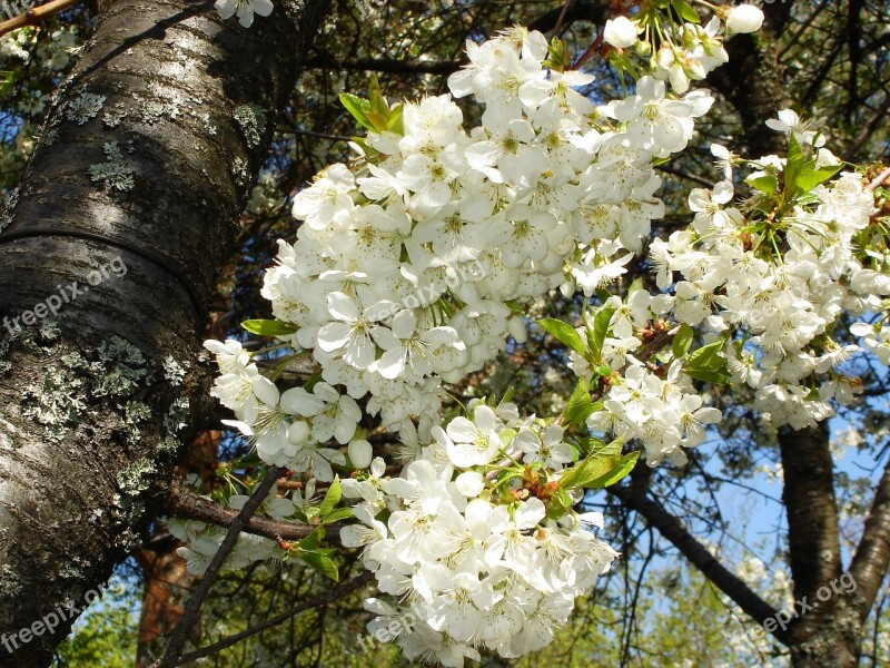 Cherry Blossom Blossom Flower Tree Cherry Tree