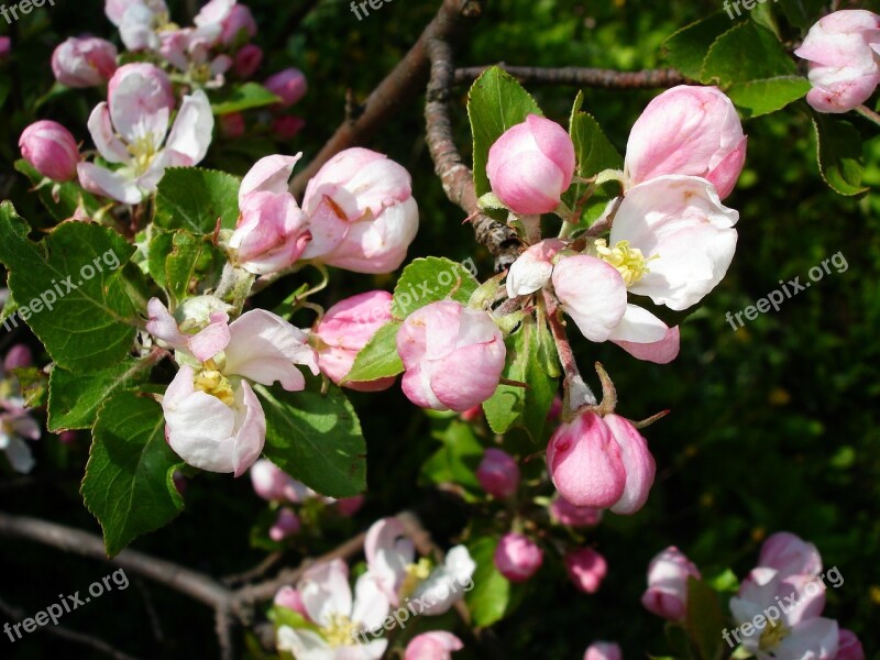 Apple Blossom Blossoms Tree Branch Spring