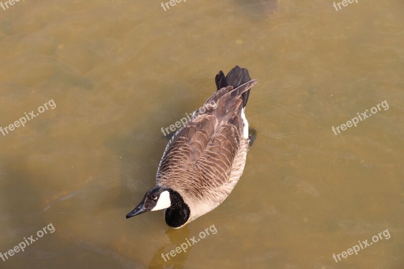 Duck Large Bird Water Bird Plumage