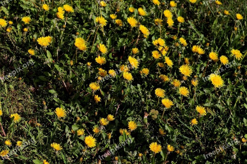 Dandelion Yellow Flower Flowers Plant Petals