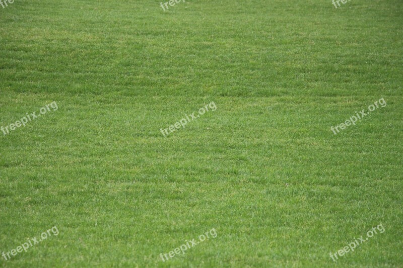 Grass Meadow Summer Structure Texture