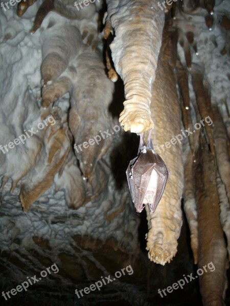 Stalactites Cave Ceiling Cave Rock Geology