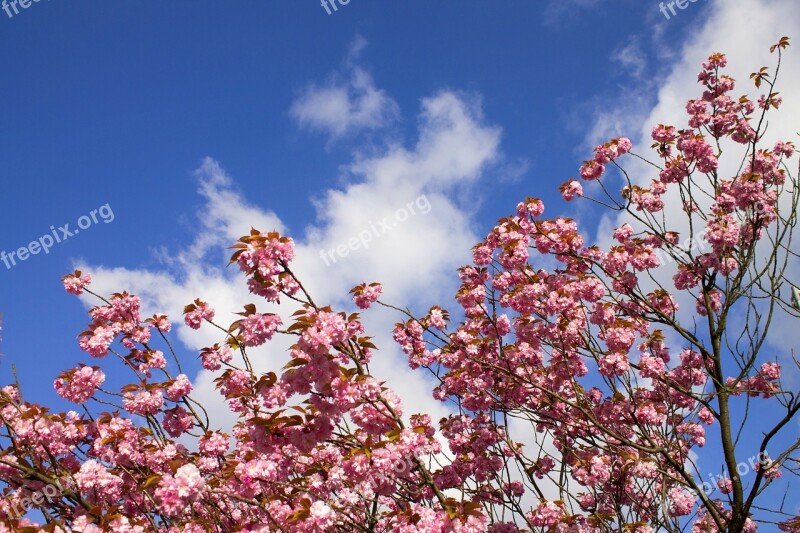 Cherry Blossoms Himel Clouds Spring Cherry Blossom