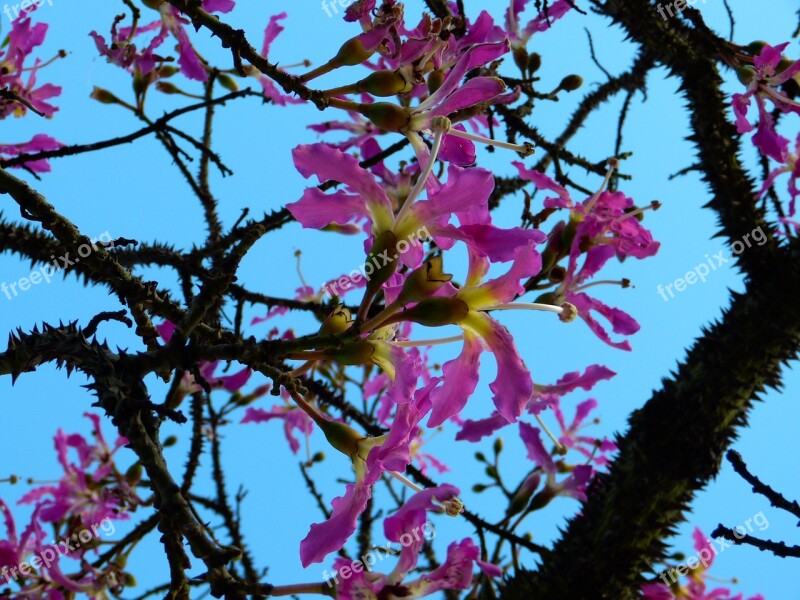 Kapok Tree Ceiba Pentandra Pochote Tribe Prickly