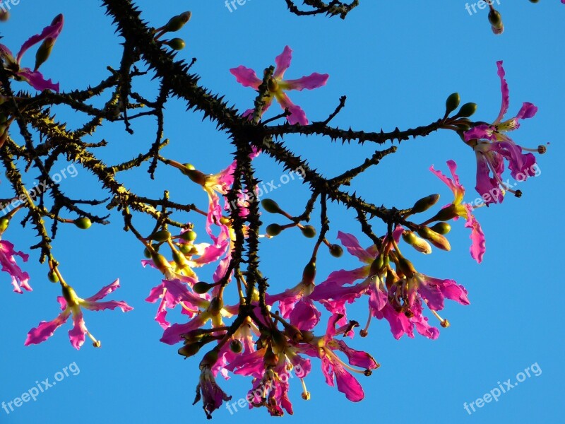 Kapok Tree Ceiba Pentandra Pochote Branch Aesthetic