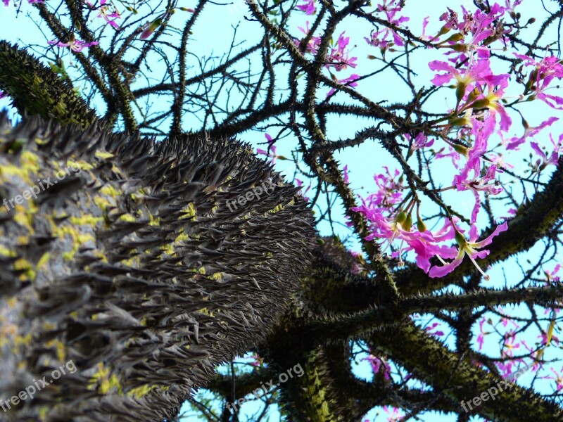 Kapok Tree Ceiba Pentandra Pochote Tribe Prickly