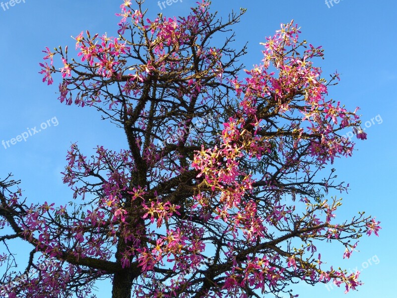 Kapok Tree Ceiba Pentandra Pochote Blossom Bloom