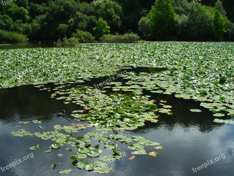 Brest Botanical Garden Lake Aquatic Plants Brittany