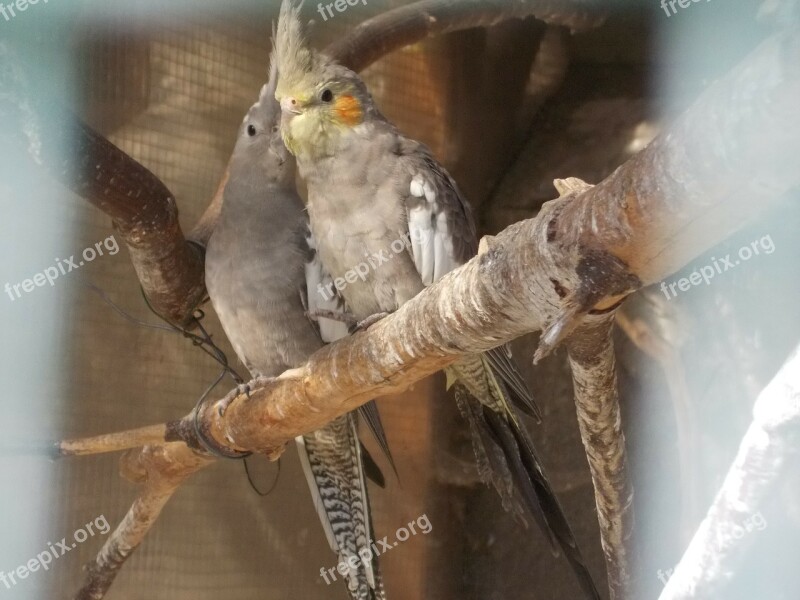 Parrots Birds Cosy Grey Love