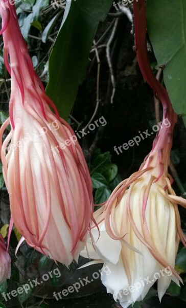 Epiphyllum Anguliger Flower Epiphyllum Rare Wijaya Kusuma