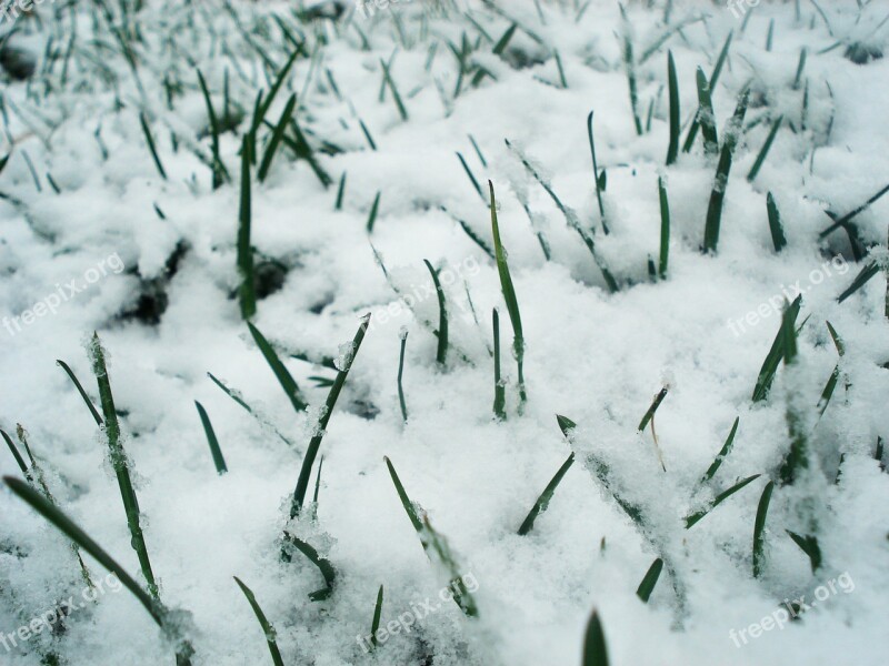 Grass Snow Green Frozen Frost