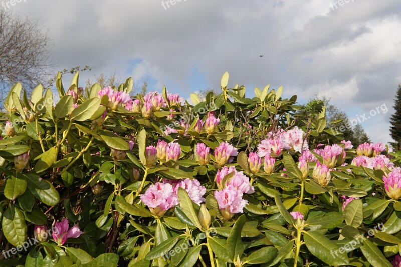 Rhododendrons Bush Flowers Pink Tender