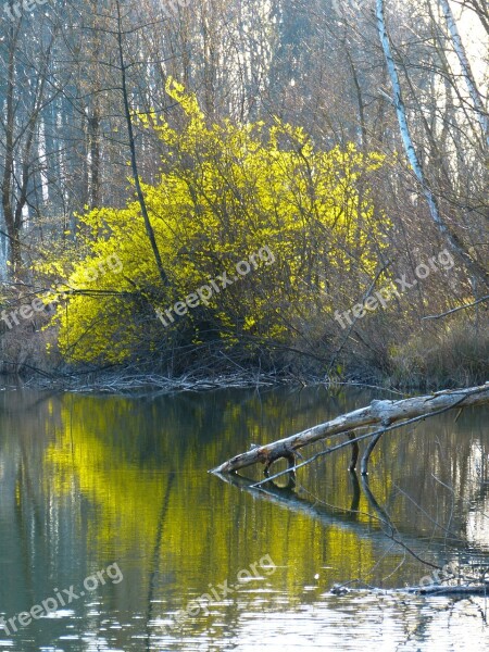 Forsythia Bloom Yellow Flowers Ornamental Shrub