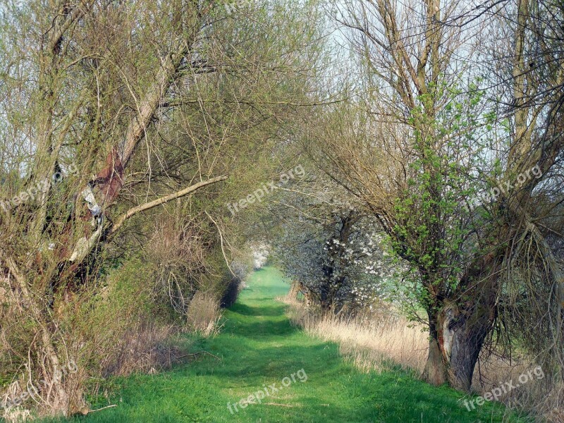 Away Bush Tree Meadow Landscape