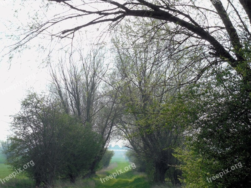 Away Bush Tree Meadow Landscape