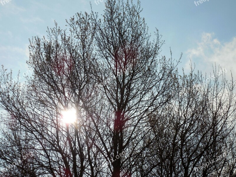 Sun Morning Sunrise Tree Branch