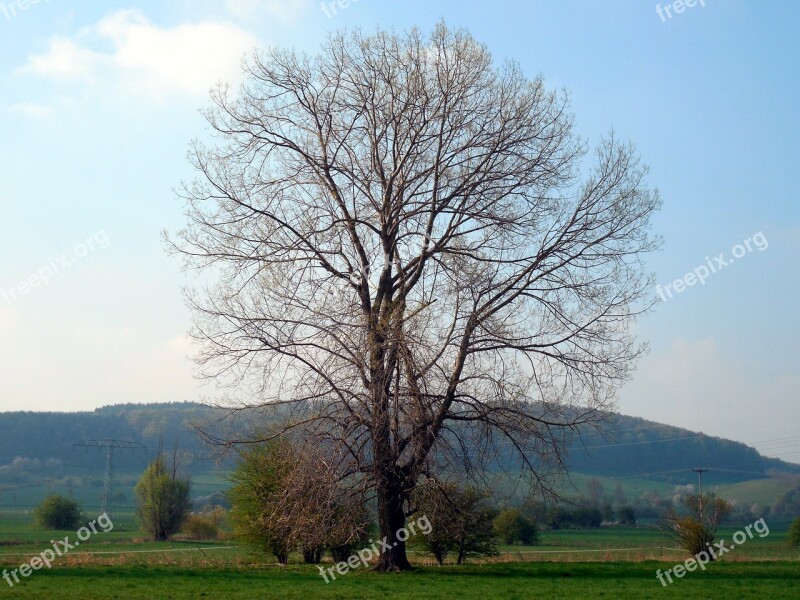 Tree Individually Kahl Winter Manicuring