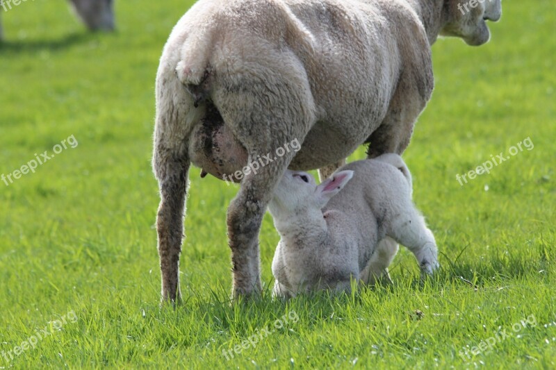 Lamb Sheep Ewes Breastfeeding Animal