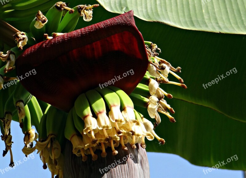 Banana Bunch Flowers Blossoms Baby Banana