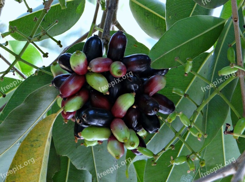 Blackberry Berries Bunch Syzigium Cumini Green