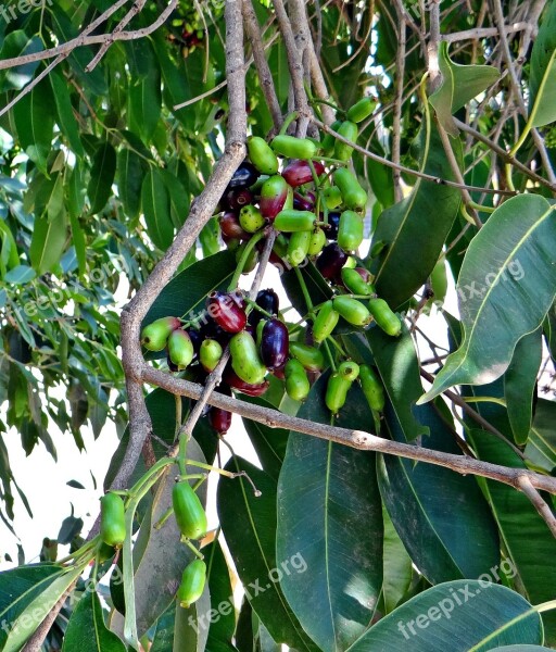 Blackberry Berries Bunch Syzigium Cumini Green