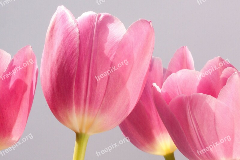 Tulip Lily Spring Nature Flowers