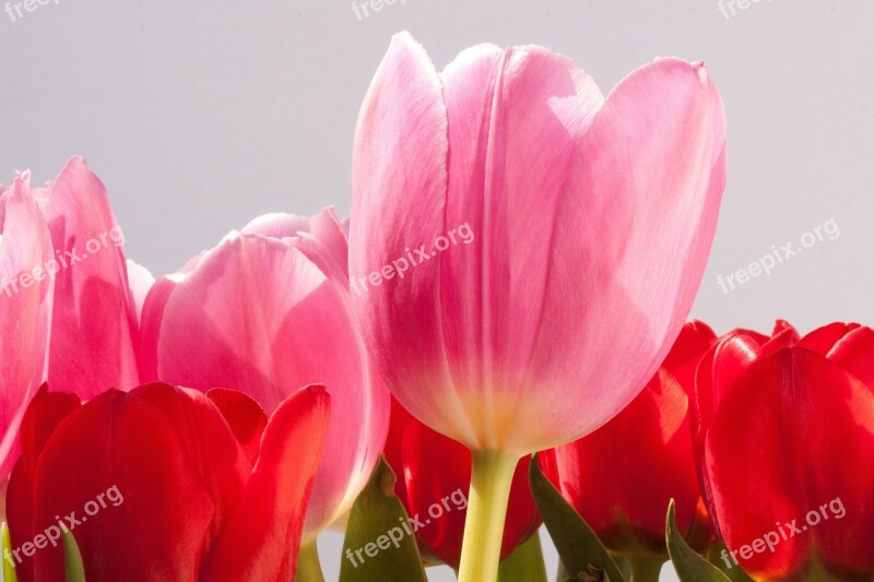 Tulip Lily Spring Nature Flowers