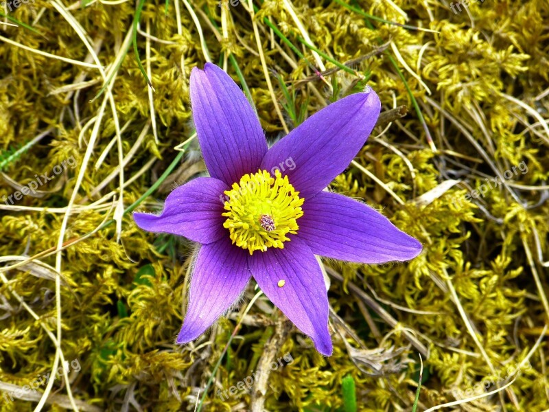 Pasque Flower Blossom Bloom Flower Purple