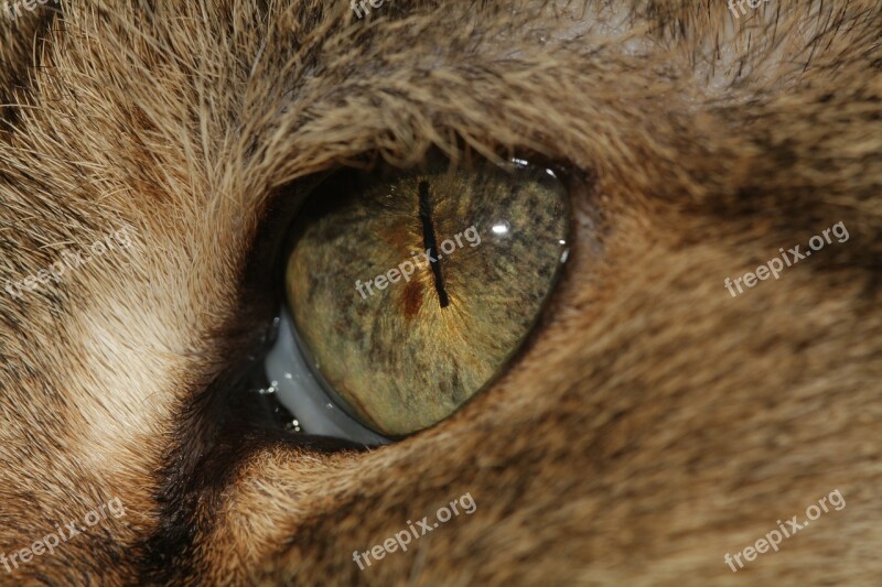 Cat's Eye Eye Pupil Cat Domestic Cat