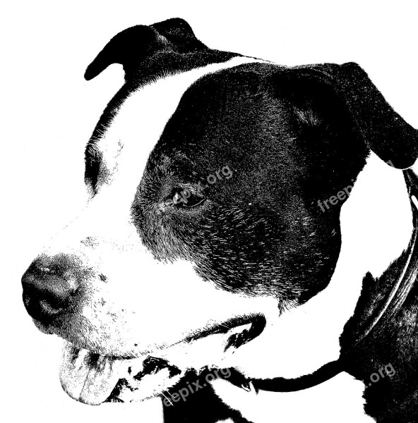 American Staffordshire Terrier Dog Pitbull Portrait Black And White