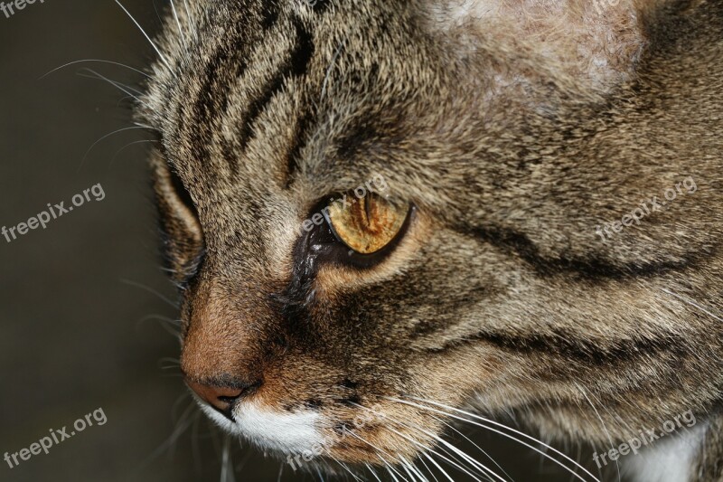 Cat Domestic Cat Nose Cat's Eyes Animal