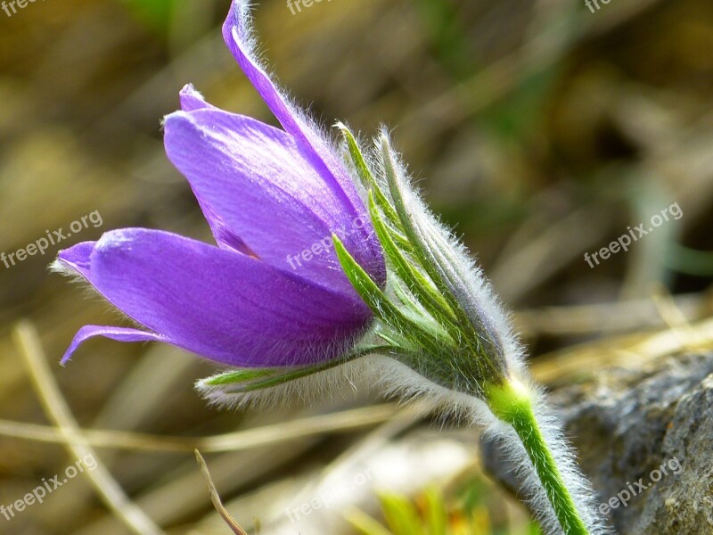 Pasque Flower Blossom Bloom Flower Purple