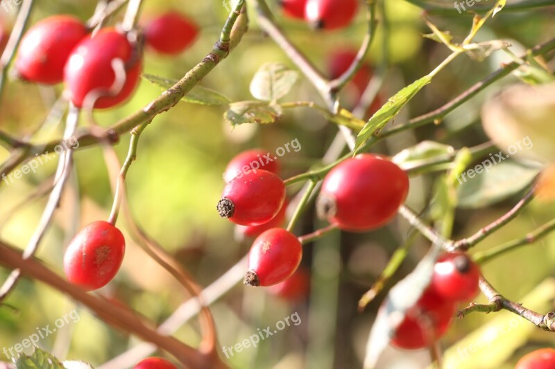 Rose Hip Red Autumn Fruit Free Photos