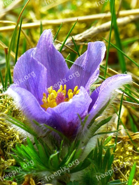 Pasque Flower Common Pasque Flower Pulsatilla Vulgaris Hahnenfußgewächs Dry Plant