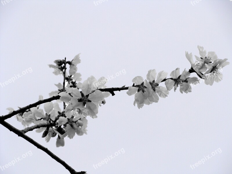 Almond Tree Almond Flower Nature Spring Free Photos