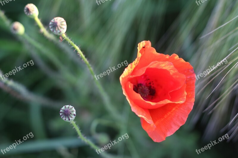 Poppy Cornfield Blossom Bloom Red