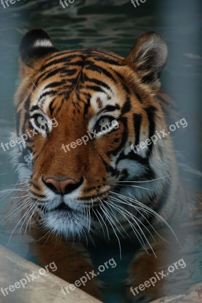 Tiger Big Cat Animal Animal World Dangerous