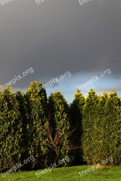 Garden Tree Dark Clouds Landscape