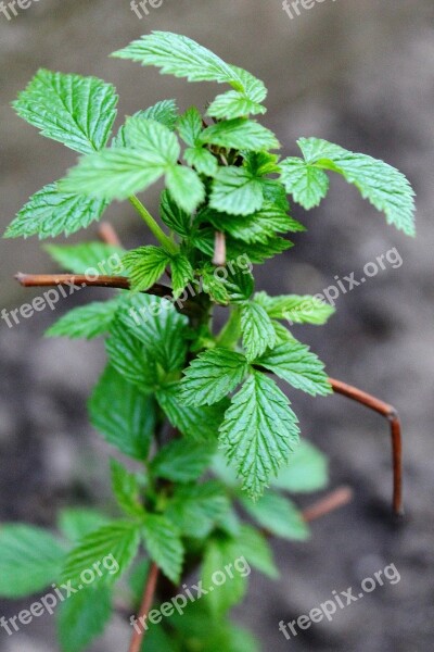 Blooming Bush Raspberries Spring Garden