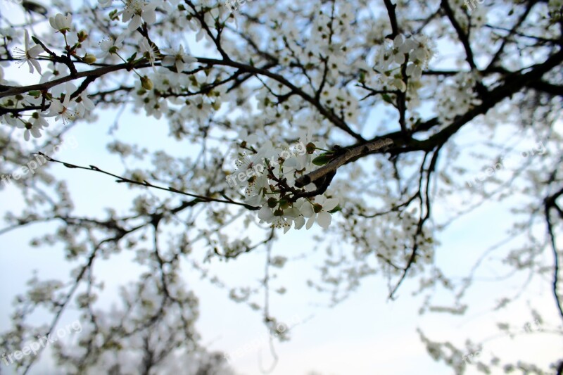 Mirabelka Flowers And Mirabelle Plums Plum Flower White